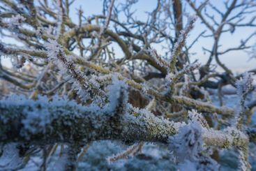 frost covered twigs of a plum tree on a sunny winter day