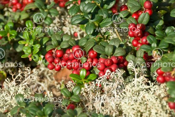 Lingonberry