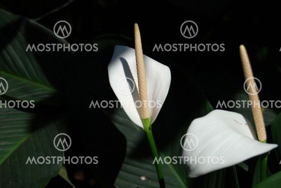 The White Petal