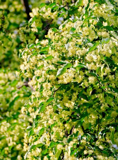 Linden blossoms