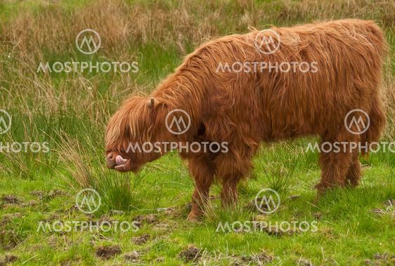 Highland Cow