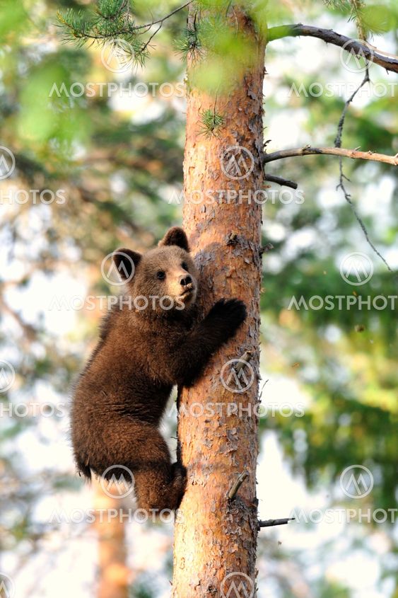 Brown bear cub in the forest