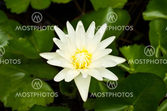 white Lotus blossom on Leaves