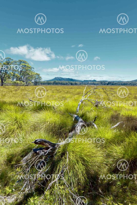 meadow