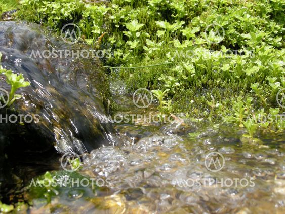 Mountain spring and vegetation