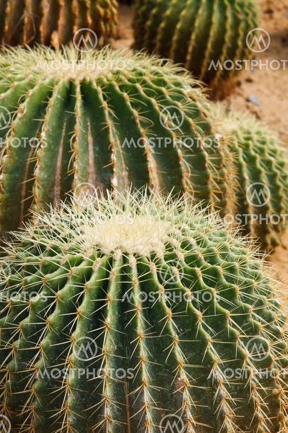 Detail of cactus growing
