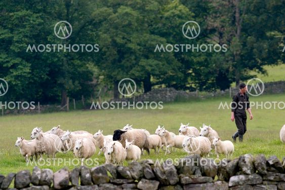 Sheep Farming