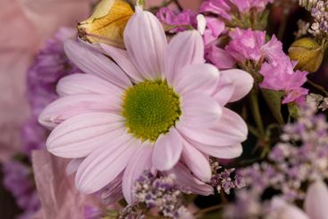 a group of purple chamomile flowers for making bouquets...