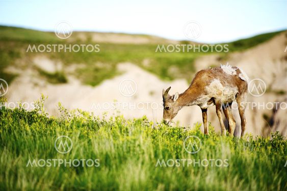 Bighorn Sheep