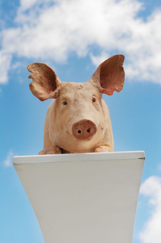 Pig on the sky