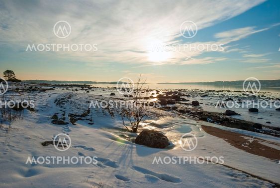 Bush at frozen fjord sunshine, Norway