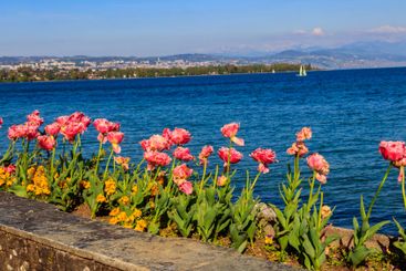 Beautiful colourful spring tulips on the background of...