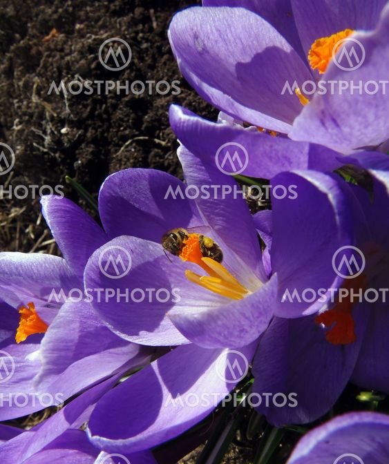 Bi letar nektar på Krokus