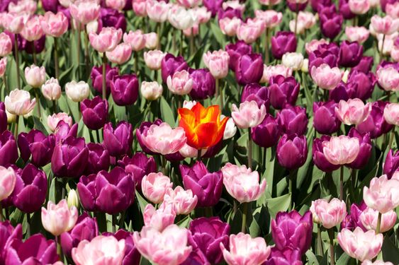 orange tulip in purple flower bed