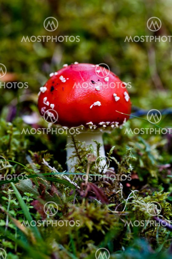 mushroom - fly agraric
