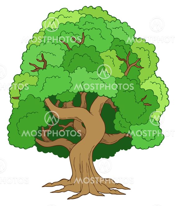 Green leafy tree