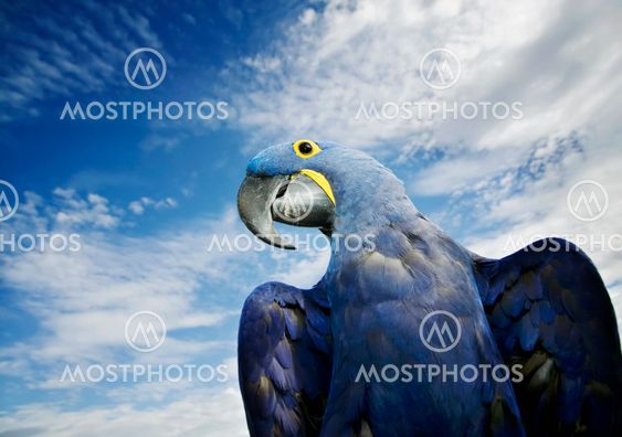 Hyacinth Macaw