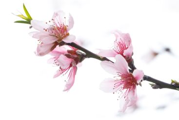 Spring season pink flower on white background