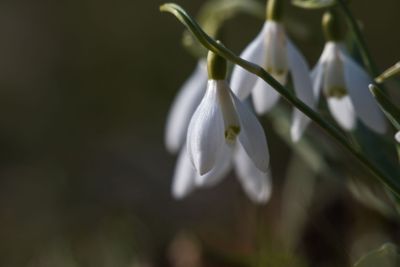 Beautiful snowdrops by early spring season
