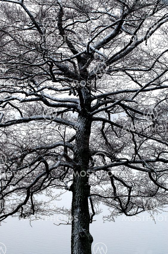 Winter tree