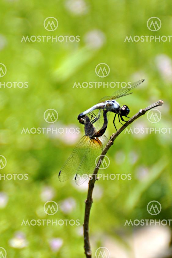 dragonflies making love
