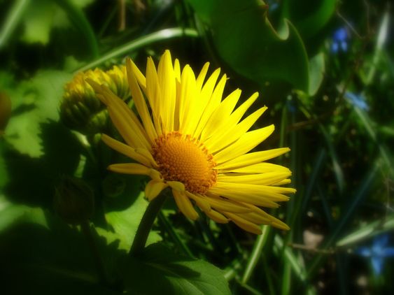 Solen