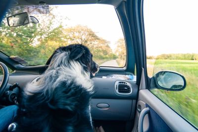 bordercollie i framsätet på en bil tittar ut
