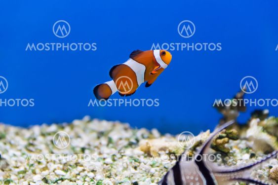 Clown fish