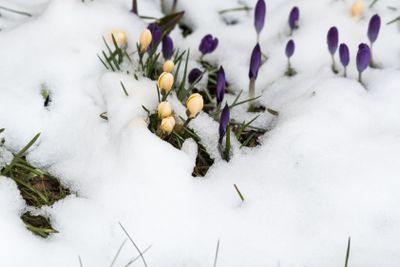 Spring season in the flower bed