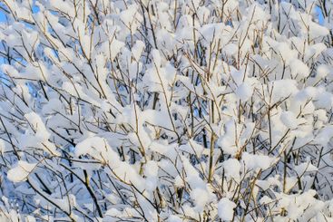 Sticky snow on branches of deciduous trees on winter day.