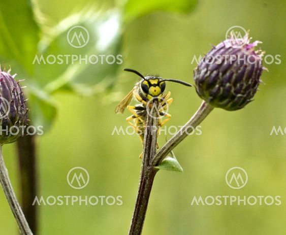 wasp! geting!
