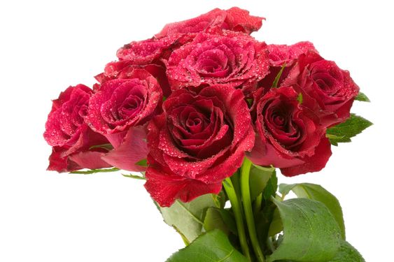 red roses