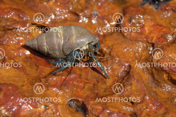 a hermit crab