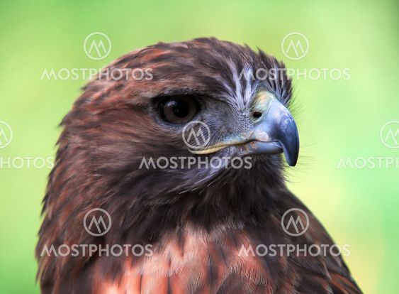 Goshawk (Accipiter gentilis)