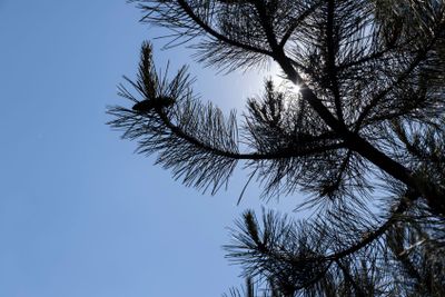 green needles on a pine tree in the spring season