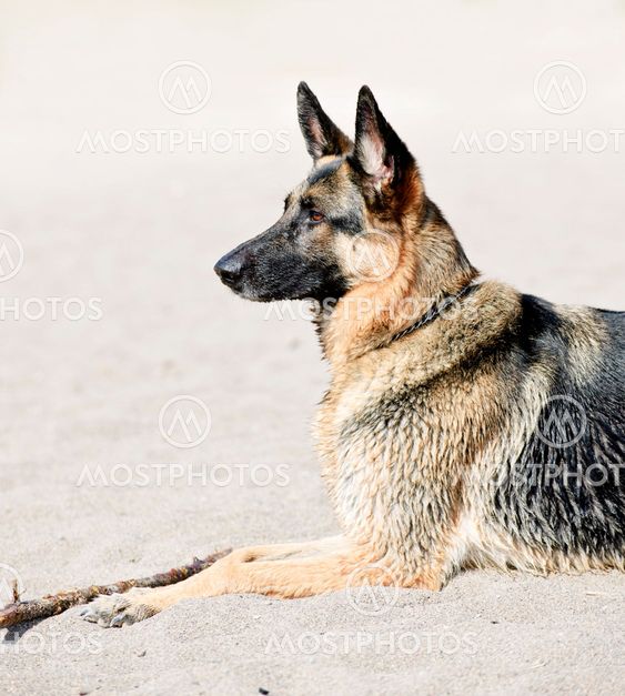 German Shepherd dog on beach