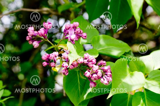 Close up of lilac branches