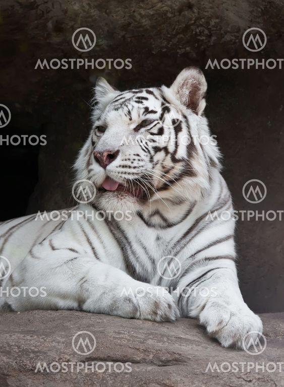 White Tiger