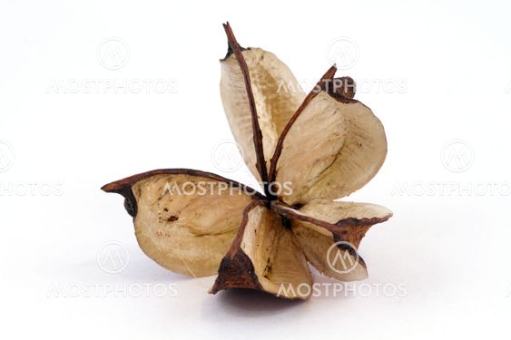 aromatic home accessories