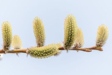 Nature awakes in spring. Blooming willow twigs and furry...