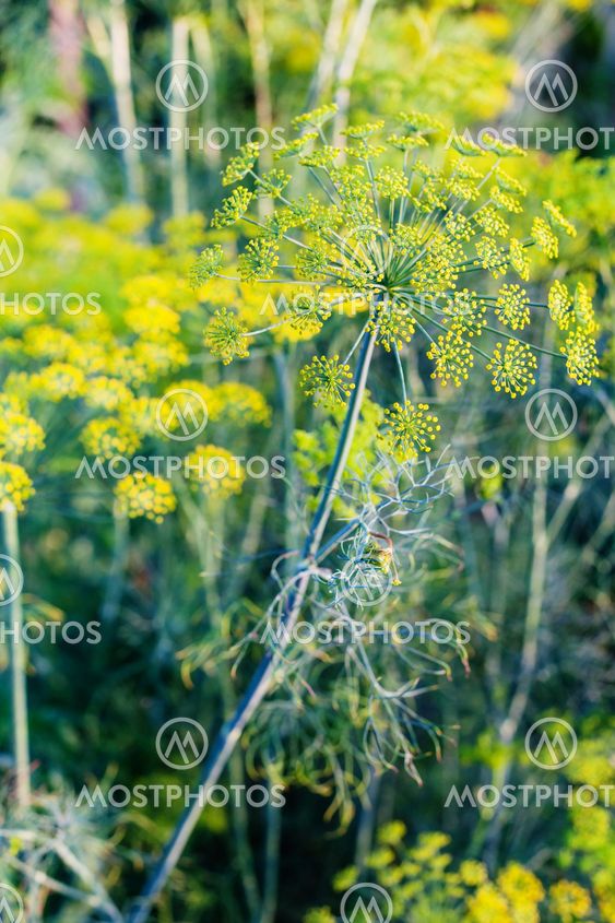 yellow blossoms of dill herb in garden