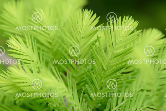 closeup of taxodium distichum sprouts