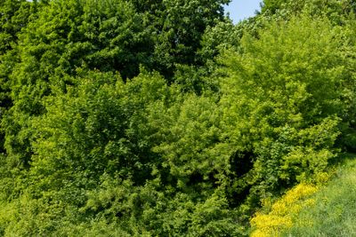 a maple tree with green foliage in the spring season