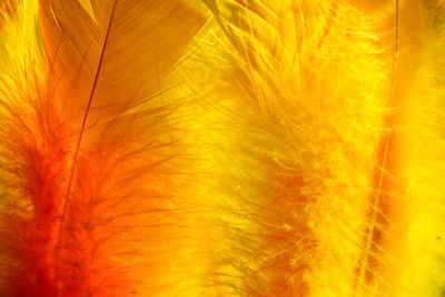 Colourful easter feathers in sunlight