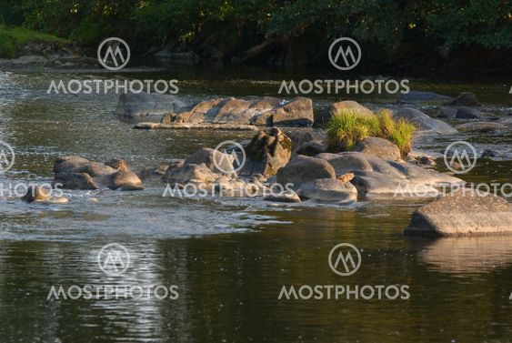 The River Arroux in France - the river arroux in france