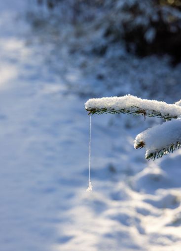Spruce branch with a frozen spider thread