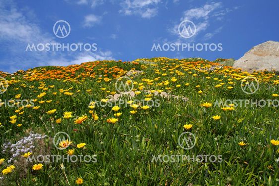 field of flowers