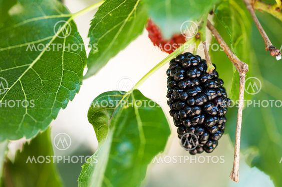 ripe black berry on Morus tree close up