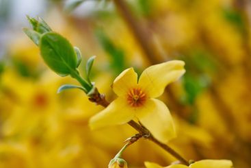 Beautiful vibrant border forsythia flower growing in a...