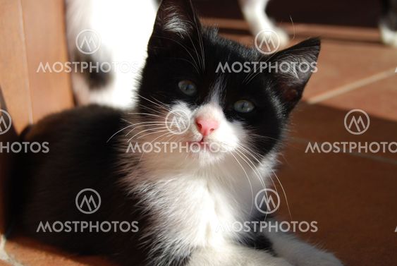 En simpatic kat
